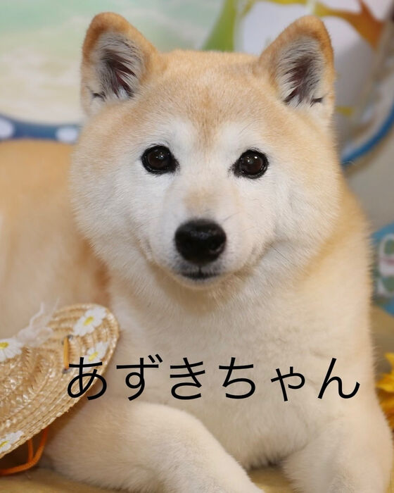 ブログ画像