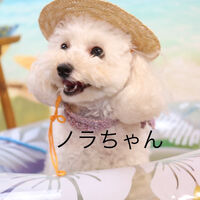 ブログ画像