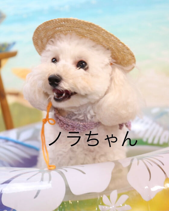 ブログ画像