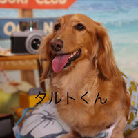 ブログ画像