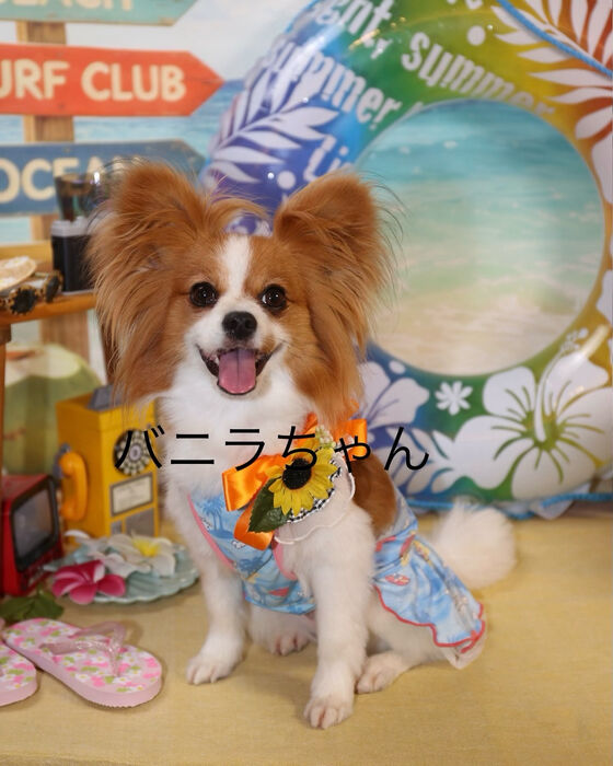 ブログ画像