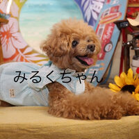 ブログ画像