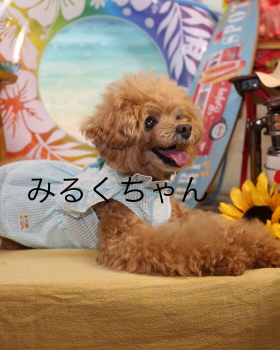 ブログ画像