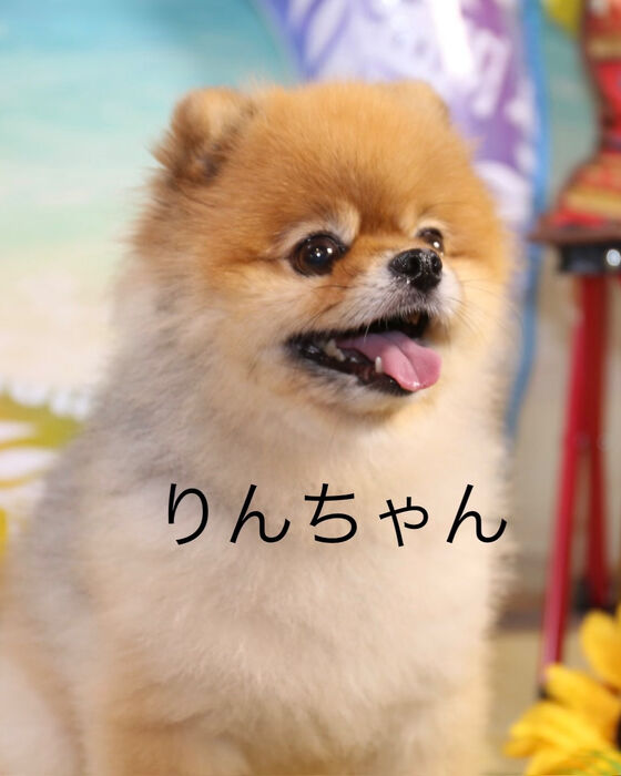 ブログ画像