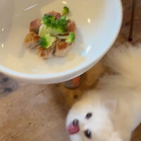 動画サムネイル