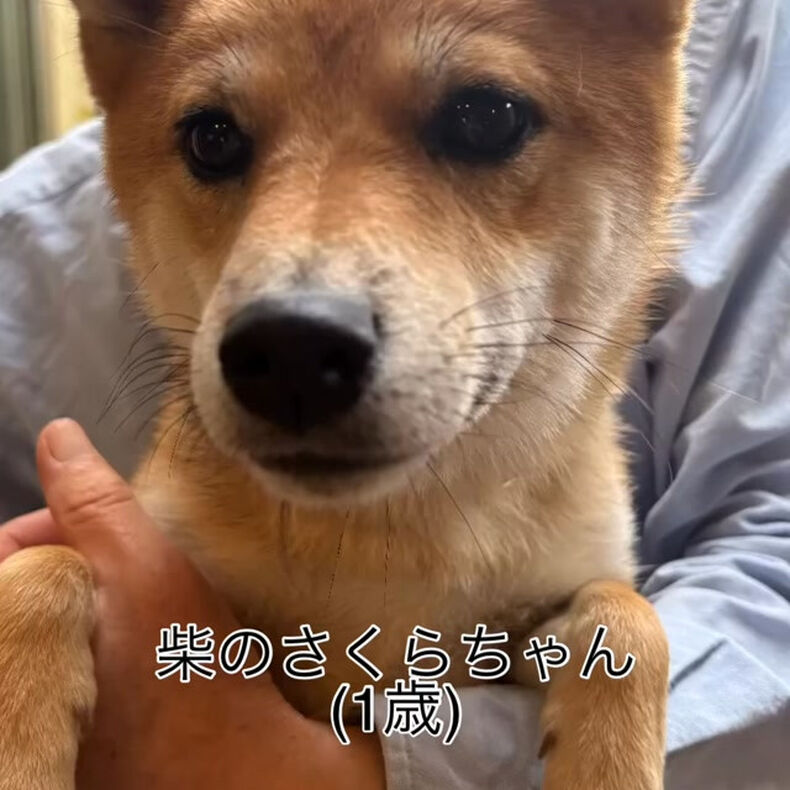 動画サムネイル