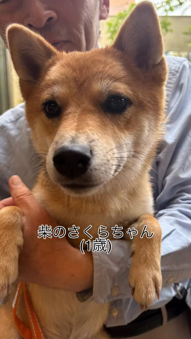 今週の前半は暑い日が続き、わんちゃん🐶連れのお出かけも大変な
