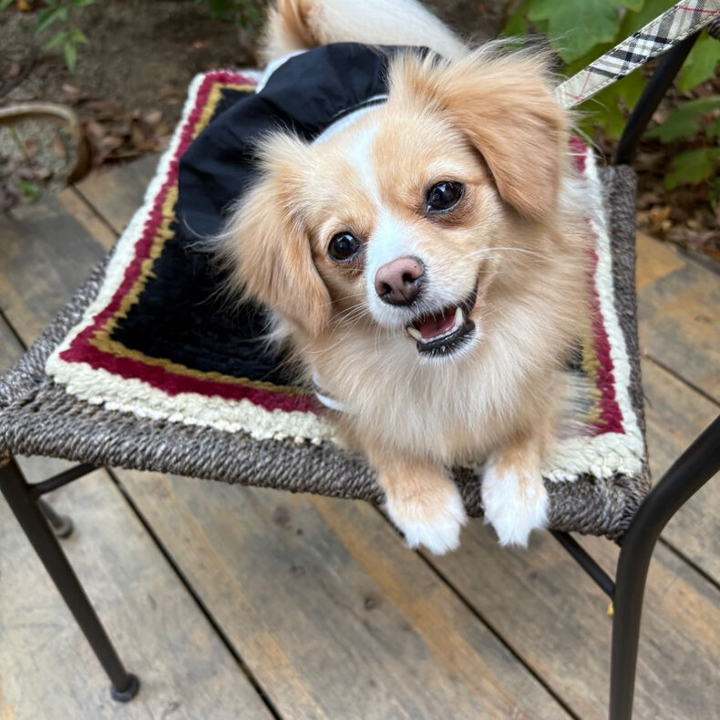 画像2696：ザ・カフェ・ユーカリプタスの月曜日の可愛いお客さま🐶💕ポメッ