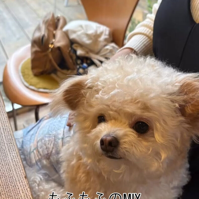 動画サムネイル